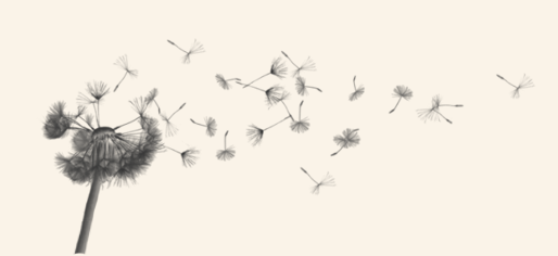 dandelion